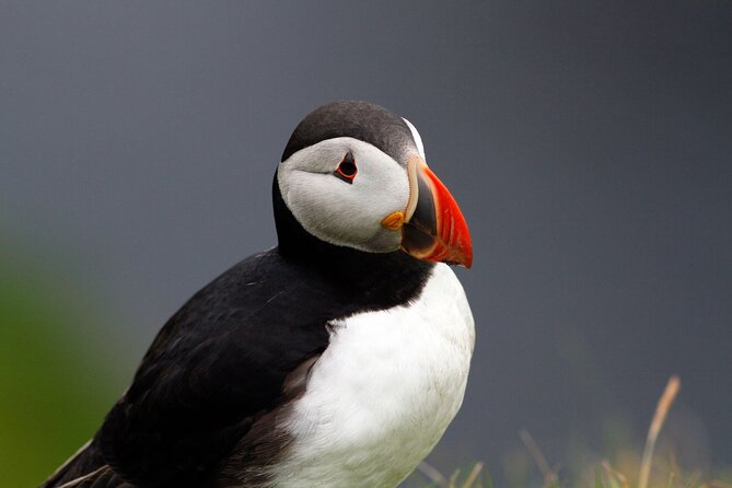 4 Day Mull, Iona and Staffa Puffin Experience from Edinburgh - Luss, Loch Lomond, and the quick-view stops that add up