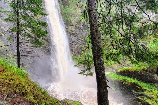 Alternative Loch Ness Tour by Secret Highlands - Glen Affric National Nature Reserve: pines, deer, and a river walk
