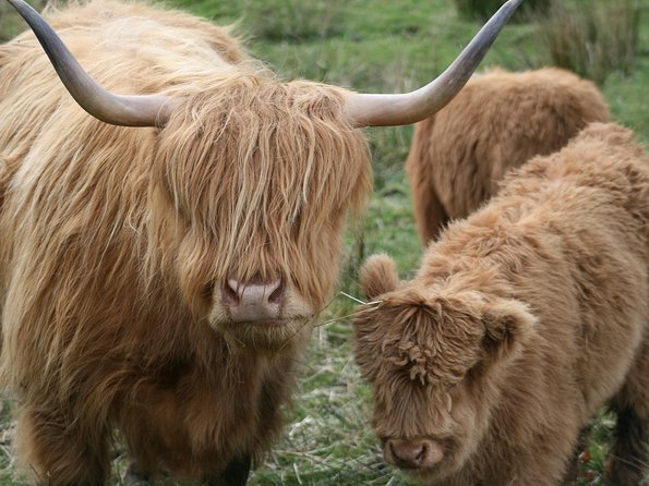 Best of Scotland in a Day Very Small Group Tour from Edinburgh - Blair Castle and Gardens: Where Lunch and Castle Entry Can Change Your Budget