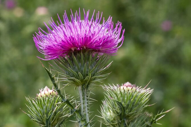 Best of The Highlands – Private Tour - Scenic photo stops and flexible pacing that make the day feel personal