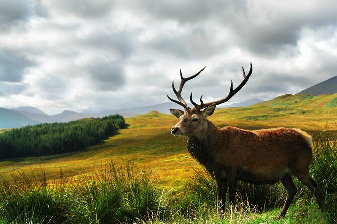 Best of The Highlands – Private Tour - Who should book this Highlands private tour