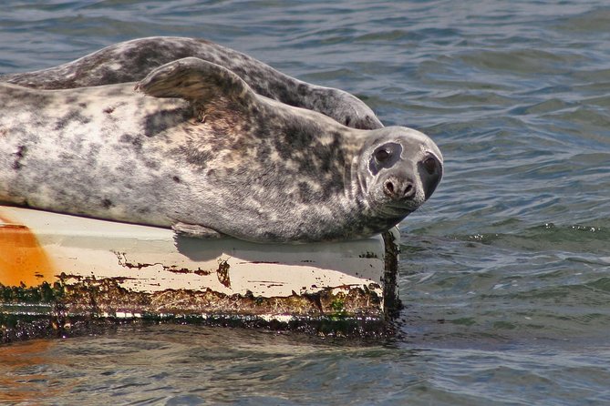 Blackness Castle Cruise - Wildlife on the Forth: what you can reasonably expect