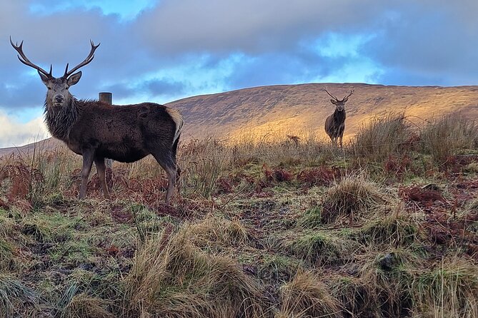 Braveheart Tour Mountains Lochs Castles and Battlefields - Kilmahog, Hairy Coos, and Loch Lubnaig: The Friendly Reset