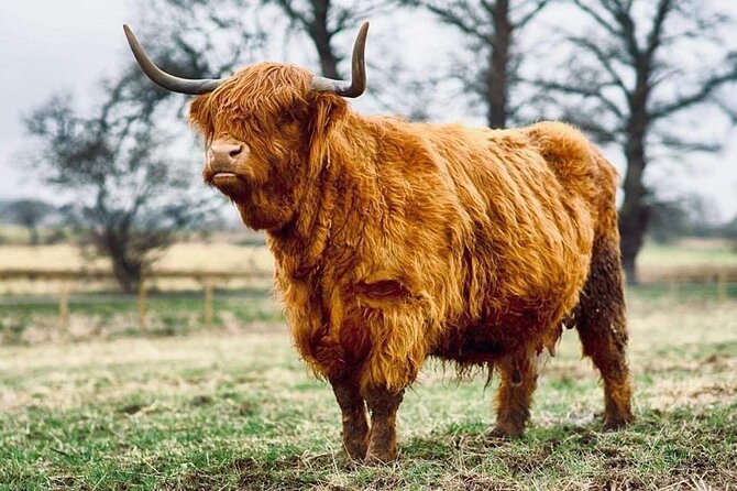 Cawdor Castle, Inverness, Culloden, Outlander and Loch Ness Tour - Loch Ness, Nessie spotting from land (not a paddling plan)