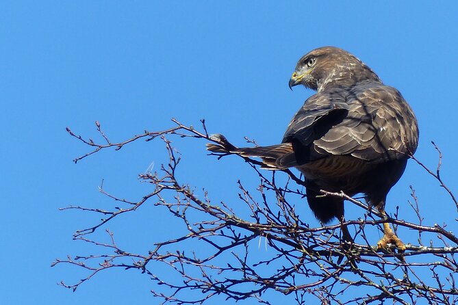 Discovery Wildlife Safari - The value of $82.27 for a wildlife-focused morning