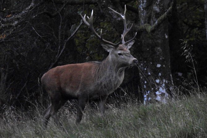 Discovery Wildlife Safari - Where wildlife watching turns into actual identification