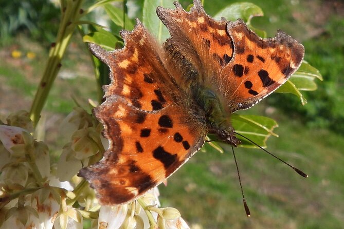 Discovery Wildlife Safari - The natural history layer: glacial past to conservation present