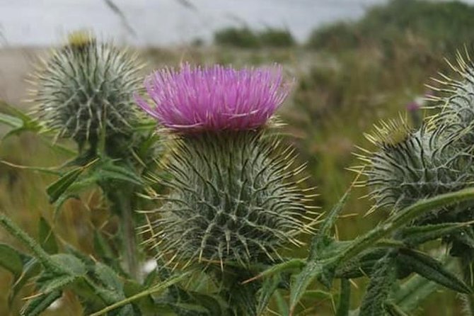 Edinburgh City Centre and St Andrews Private Driving Day Tour - Key points to help you plan
