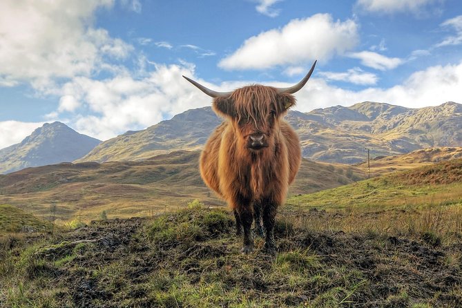 Edinburgh: Loch Lomond, Stirling Castle and the Kelpies Day Tour - Price and value: what $63.66 buys you, and what it does not
