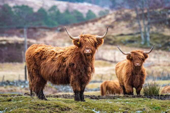 Edinburgh: Loch Lomond, The Highlands & Hairy Coo's (Small-Group) - Quick hits
