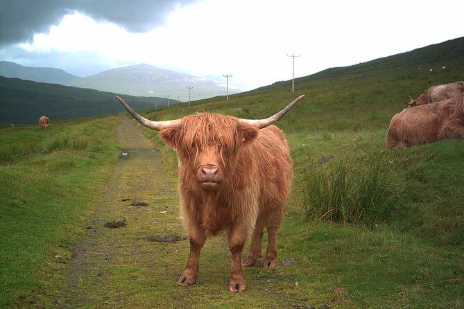 Edinburgh: Private Loch Ness Glencoe and The Highlands Tour - Why This Private Highlands and Loch Ness Day Feels Worth It
