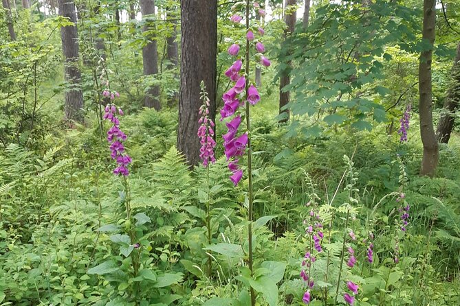 Fort William and Glencoe - A long day in the Highlands, done with the right pace