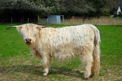 Glenfinnan, Highlands & Hairy Coos