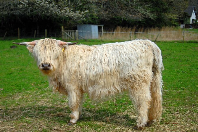 From Edinburgh: Glenfinnan, Highlands & Hairy Coos - Glencoe: the history hits, the scenery does too