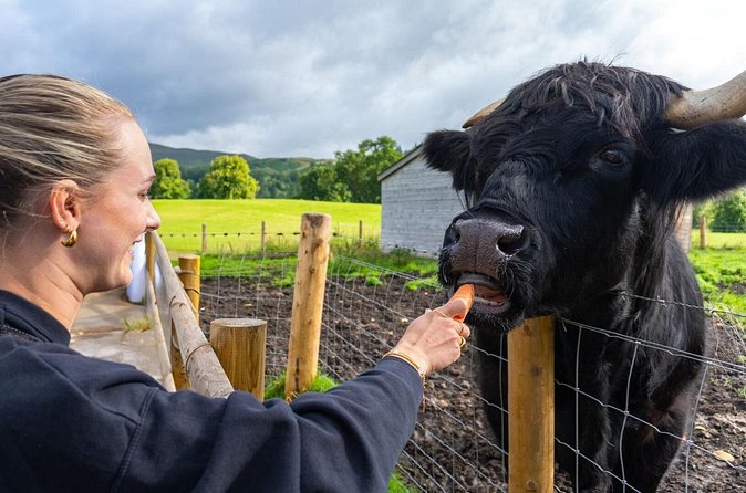 From Inverness: Cawdor Castle, Cairngorms and Highland Coos - Rothiemurchus Farm Shop: the practical close, snacks and last souvenirs