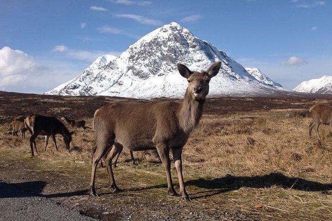 Glasgow: Loch Ness, Glencoe, and the Highlands Day Tour - Loch Lomond Stop: 20 Minutes to Reset and Refill
