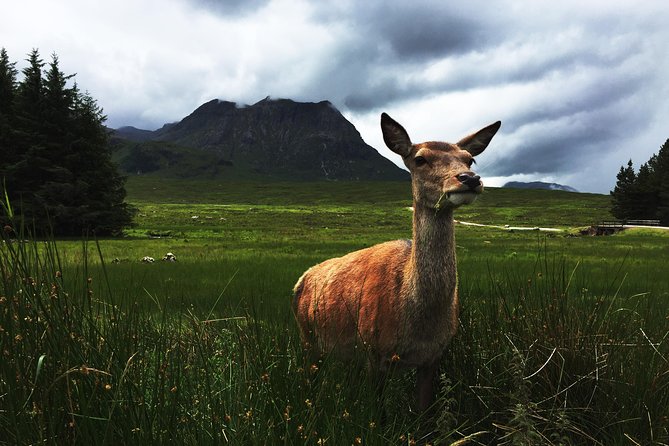 Glencoe & Highlands: Private Land Rover Tour - Stop 4: Kingshouse Hotel, Classic Inn Vibes and Wildlife Nearby
