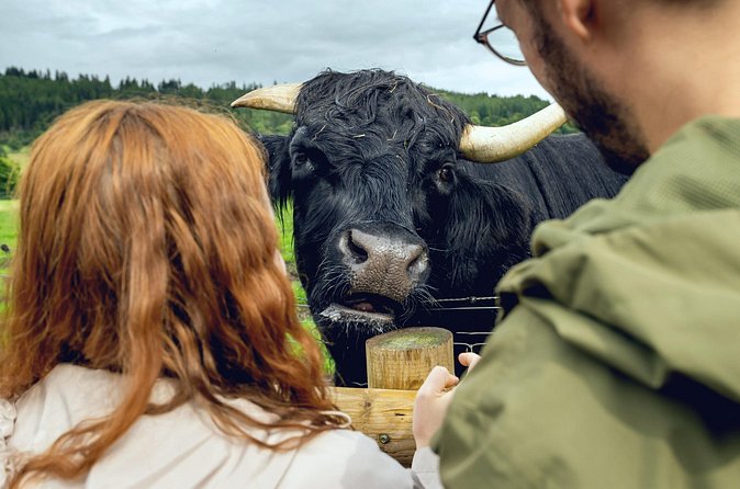Hairy Coos & Highland Views: A Short Day Escape from Edinburgh - Choose your first big stop: Deanston Distillery tour or Blackness Castle fortress
