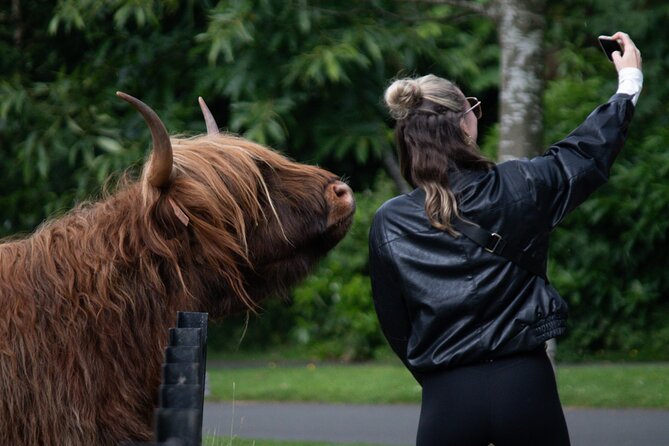 Highlands Cows Glencoe and Castles Private Tour from Edinburgh - Key highlights you will actually feel during the day