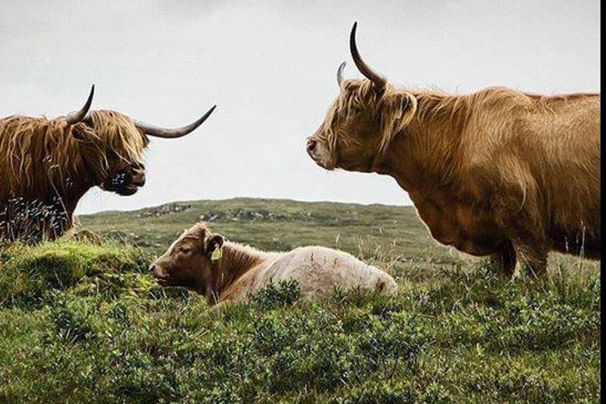 Highlands + Glencoe + Loch Ness Private Tour - Key highlights to look for