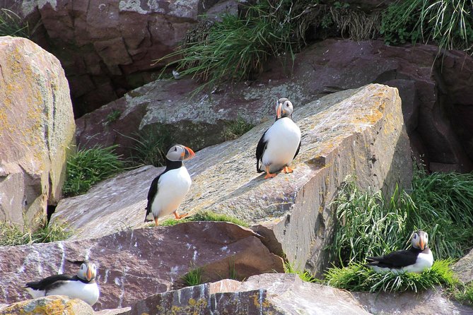 Inverness: John O'Groats, Dunrobin Castle & the Far North - John O’Groats: cliff path time, the signpost moment, and puffin hopes