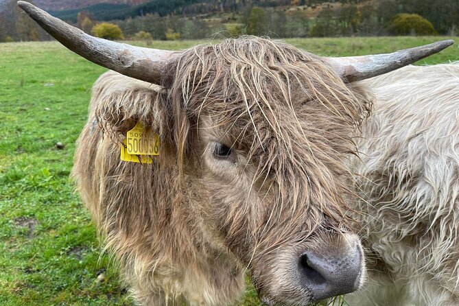 Isle Of Skye Tour Including Fairy Glen Quiraing and Kilt rock - Sligachan Old Bridge: Quick Stops for Big Mountain Views