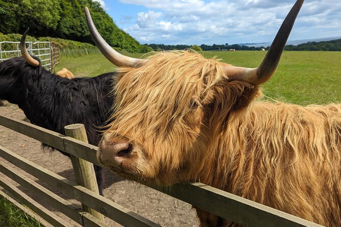 Loch Lomond, Highland Cows, Victorian Town, Castle Half-Day Tour - Hotel Pickup From Glasgow and Stirling, Plus Vehicle Reality Checks
