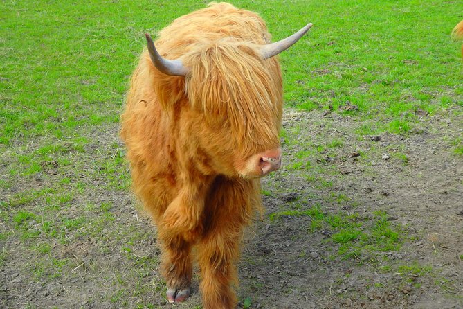 Loch Ness & Culloden Battlefield Private Tour from Inverness - Robertson’s Farm Shop: Highland Cows and Alpacas for a Reset