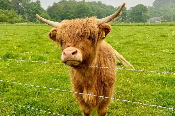 Loch Ness, Culloden, Clava and whisky/gin tour from Inverness. - The half-day route: why this works for first-timers in Inverness