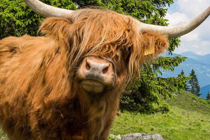 Oban and Glencoe and Highlands Day Tour from Glasgow - The Guide Makes It: Storytelling, Humor, and a Scottish Playlist That Actually Helps