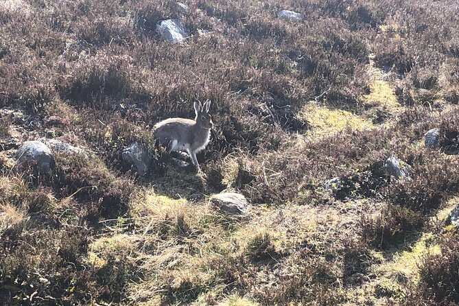 Private Guided Mountain Walking Experience in the Cairngorms - Price and value: what $196.08 buys you in the Cairngorms