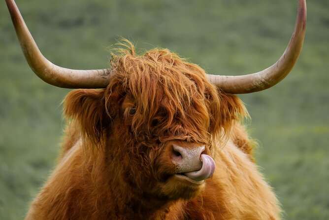 Private Luxury Tour of Loch Lomond, Glencoe & The Highlands - Stirling Castle and William Wallace, where the story shifts