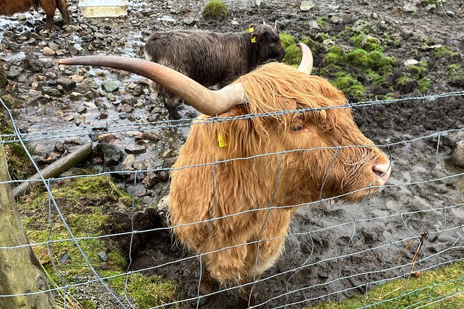 Private Scottish Highlands and Loch Ness Tour from Edinburgh - Private Highlands and Loch Ness, done in a small group with Eddie