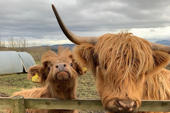 Private Tour Loch Lomond Stirling and the Kelpies from Glasgow - Loch Lomond: cruise or Luss village, and why conditions matter