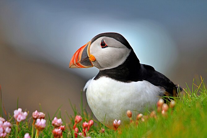 Puffin Boat Trip & Tantallon Castle Day Trip from Edinburgh - Key points before you go