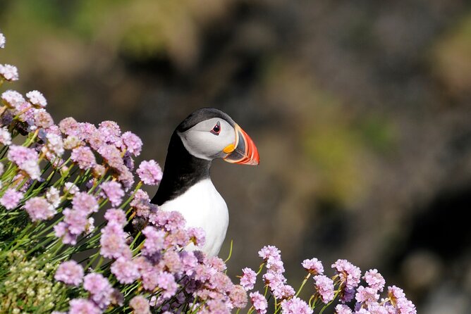 Puffin Boat Trip & Tantallon Castle Day Trip from Edinburgh - Tangled in the best way, Tantallon Castle and the start of the day