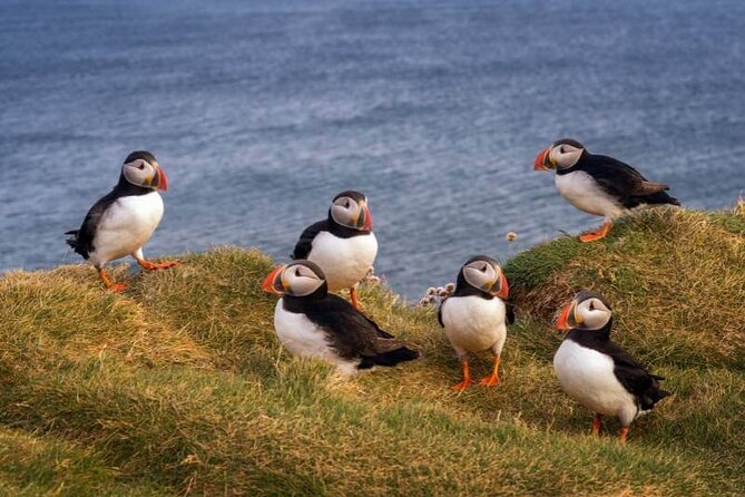 Puffin Boat Trip & Tantallon Castle Day Trip from Edinburgh - The small-group pace and Mark’s on-the-road value