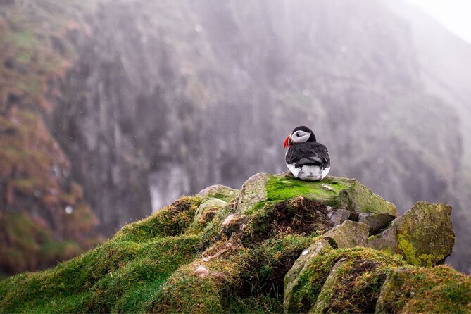 Puffin Boat Trip & Tantallon Castle Day Trip from Edinburgh - Price and what makes it feel fair at $220.18