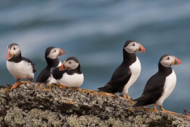 Puffin Boat Trip & Tantallon Castle Day Trip from Edinburgh - North Berwick time, where the hour is the feature