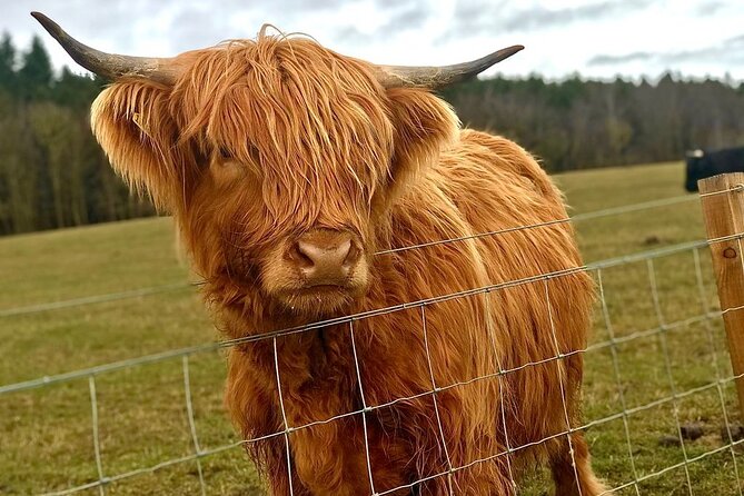 Scone Palace, Nature, Pitlochry, Whisky Experience from Edinburgh - Price and logistics for a private Edinburgh day, up to 4 people