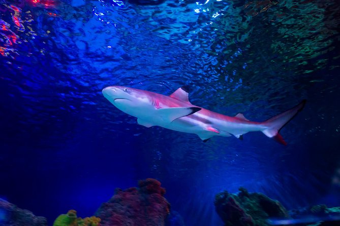 SEA LIFE Loch Lomond General Admission Ticket - Timing your 1.5 to 2 hour route so you actually see the good parts