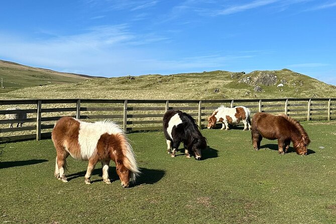 Shetland Pony Express - Key highlights you’ll actually care about