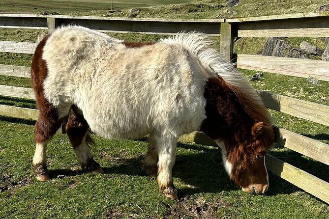 Shetland Pony Express - The short-and-good idea: ponies plus history, no time wasted