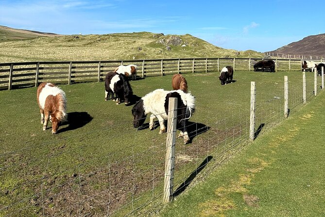 Shetland Pony Express - Scalloway hour: small town, real points of interest, and flexible wandering