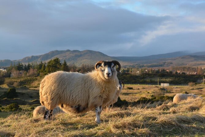 Tea with Naughty Sheep - Key things to know before you go