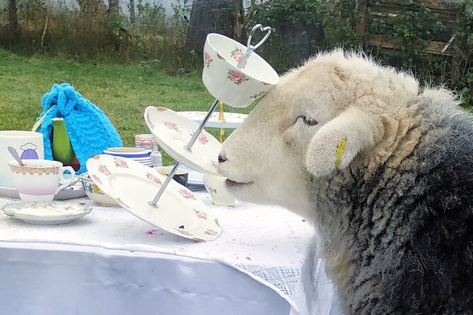 Tea with Naughty Sheep - Who this is best for, and who should skip it