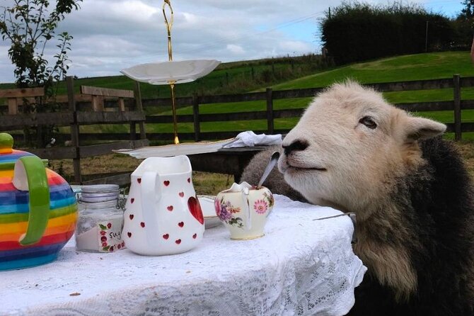 Tea with Naughty Sheep - Where the experience happens, Tuair House to the meadow
